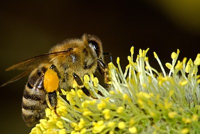 bees_pollination_insect_macro_work_pollen_honey_animal