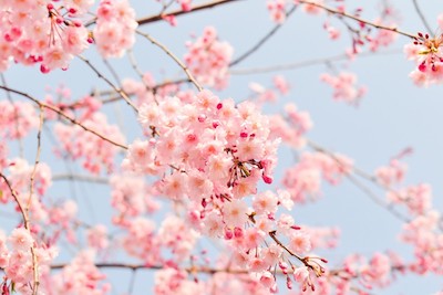 natural_plant_flowers_cherry_japan_spring_pink_spring_flowers-648247.jpg!d