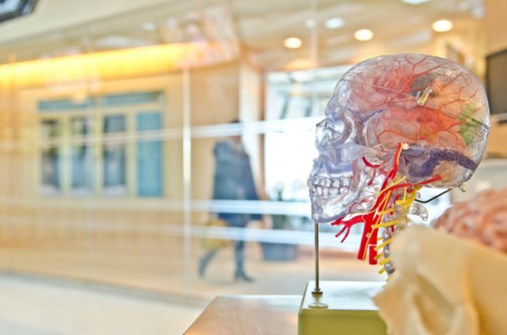 brain_skull_science_anatomy_teaching